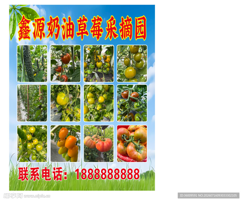 农场采摘优质奶油草莓采摘园  