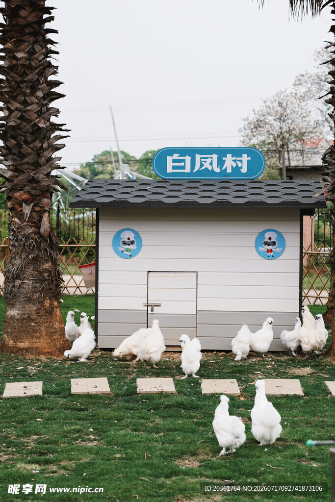 户外白色鸡舍前的群鸡