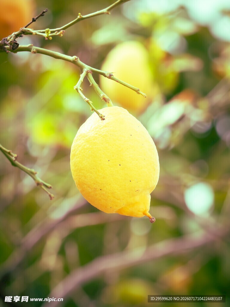 枝头黄柠檬 