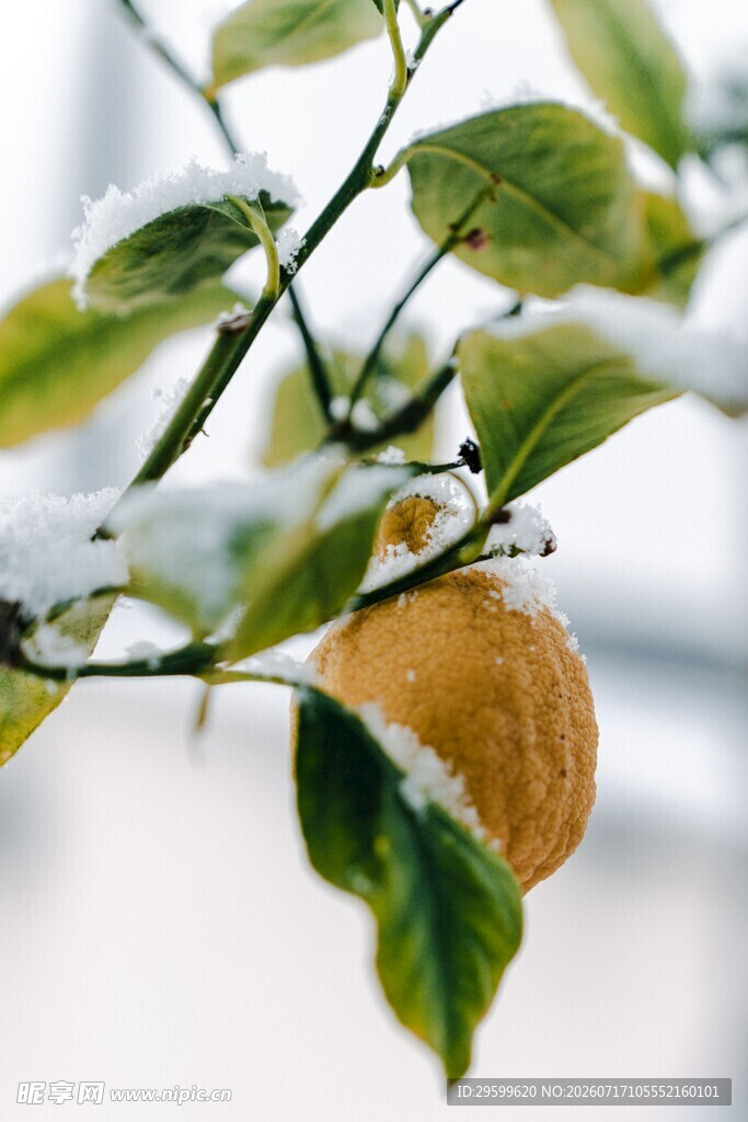 雪覆柠檬枝 