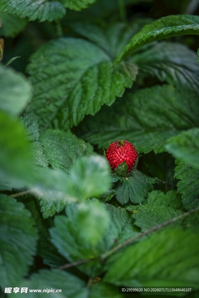 绿叶间的鲜红野草莓