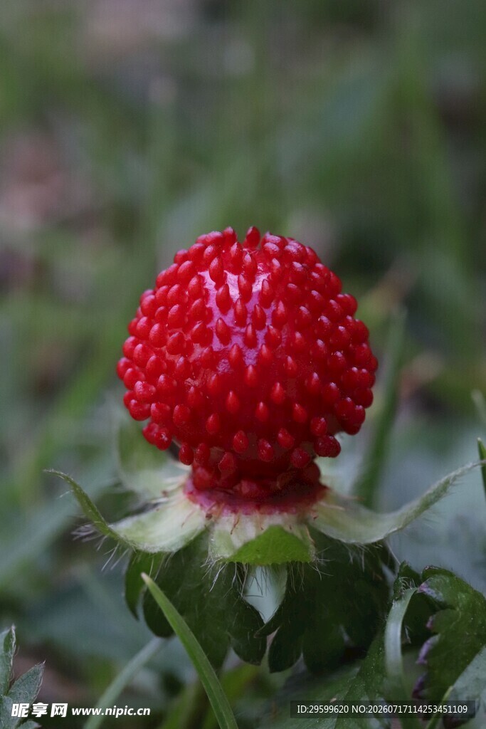 鲜红野草莓
