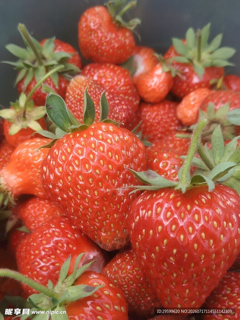新鲜饱满的草莓果实