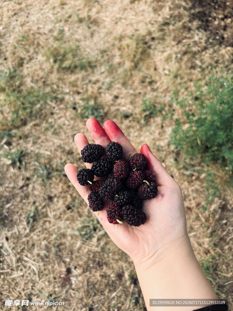 手捧紫黑果实于户外
