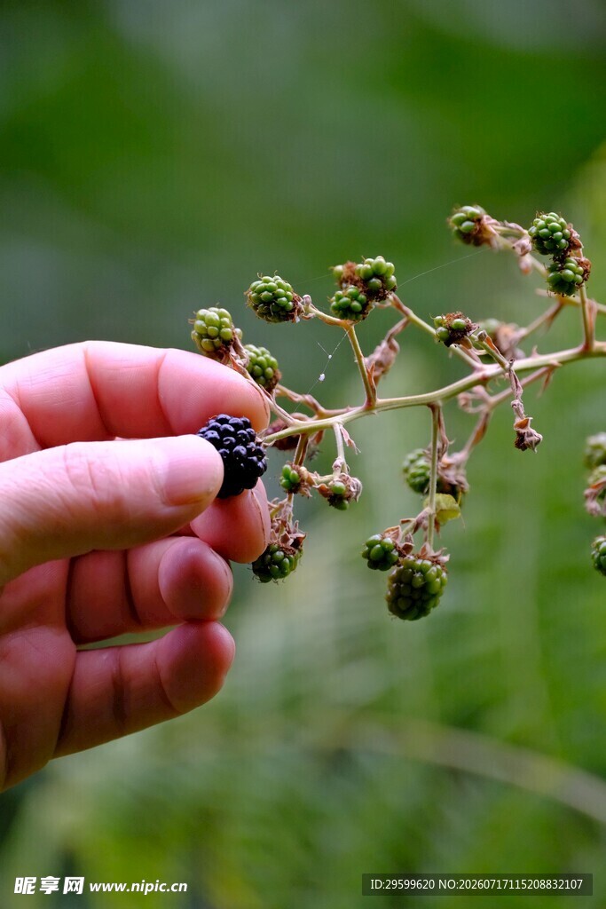 手摘枝头黑紫色小果实