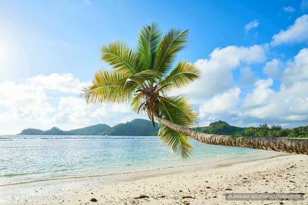 海边倾斜的椰子树美景