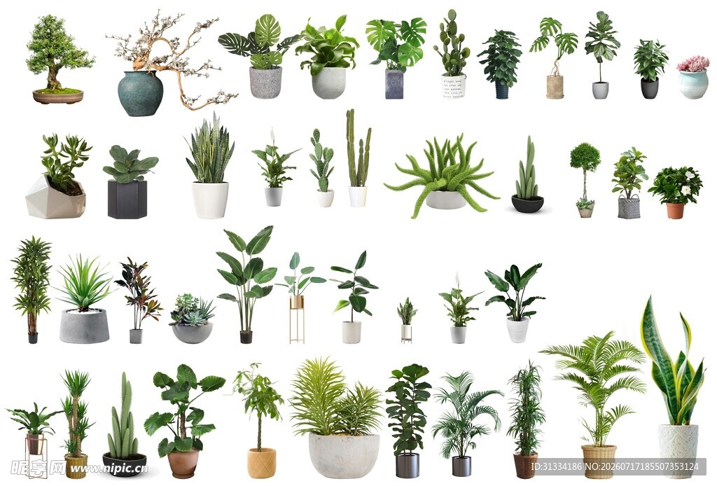 多样盆栽植物展示