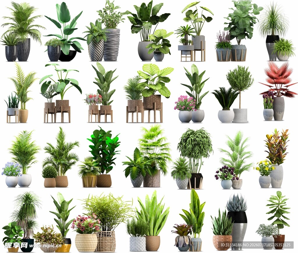 多样盆栽植物展示