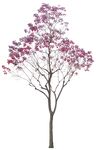 粉色繁花树