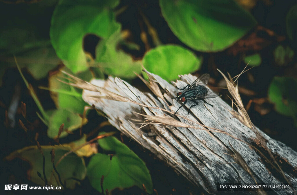 木上昆虫