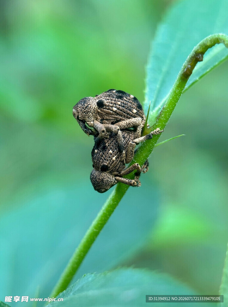 树枝上的伪装蛙