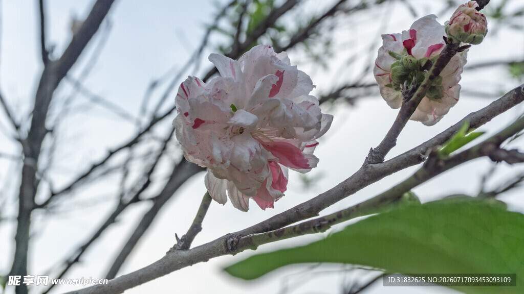 枝头绽放的精致美丽花朵