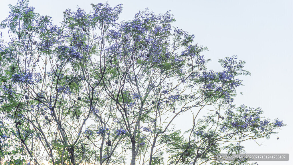 蓝花楹树绽放美丽花朵