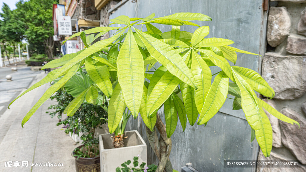 发财树 嫩绿叶片植物生机盎然