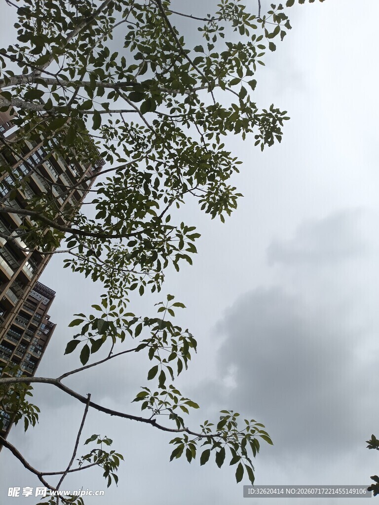 阴天中枝叶与建筑景象