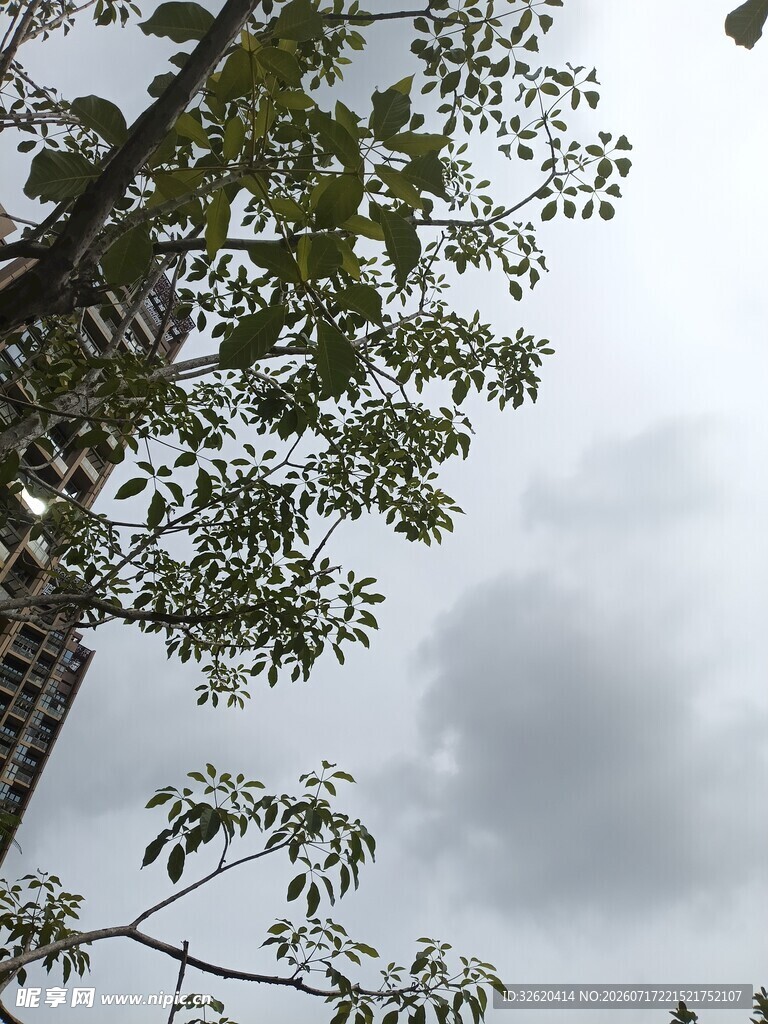 仰视树冠与阴沉天空