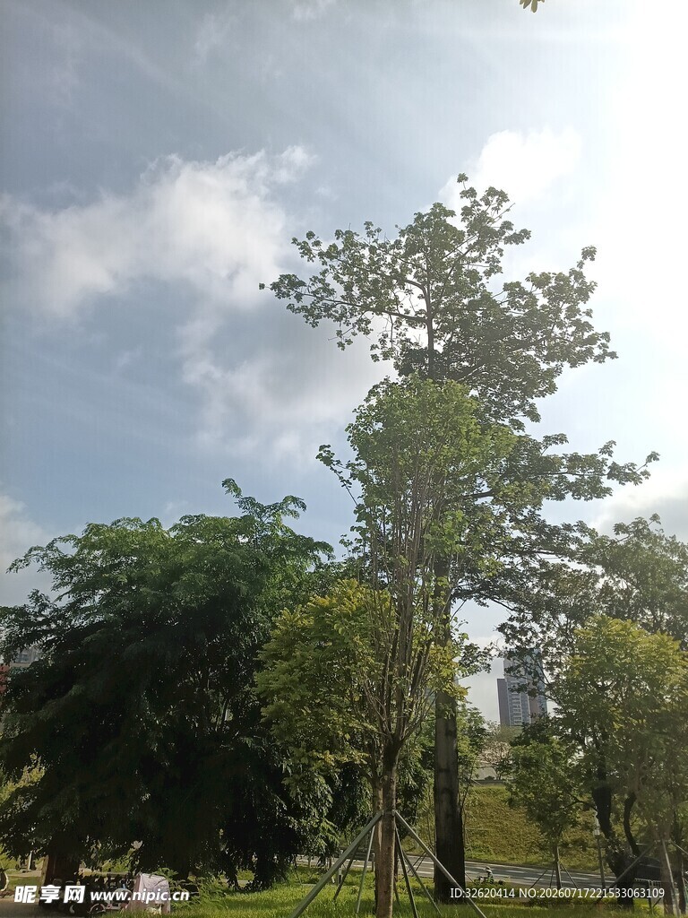 户外葱郁树林与蓝天白云