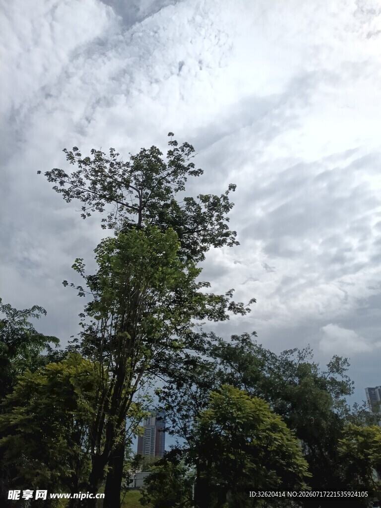 天空下的挺拔树木