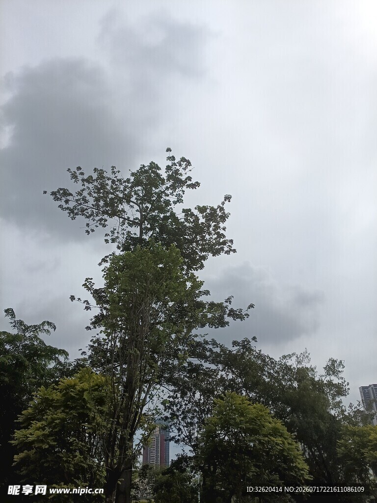 阴天中的繁茂树木