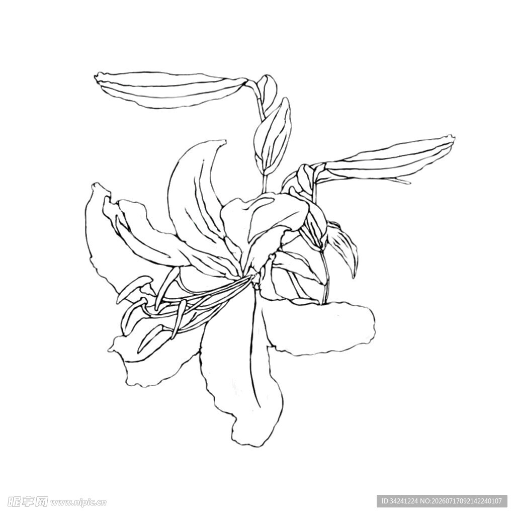 手绘百合花线条图