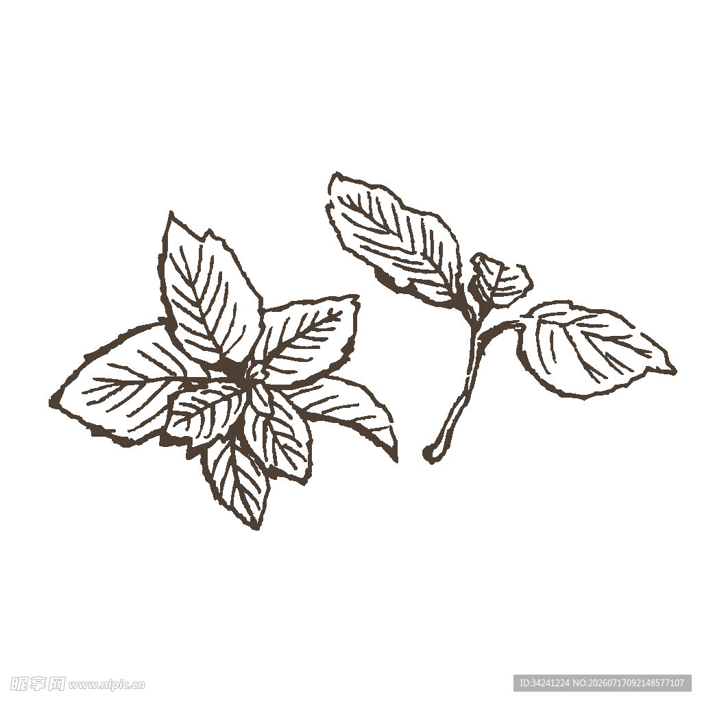 手绘罗勒叶植物图案