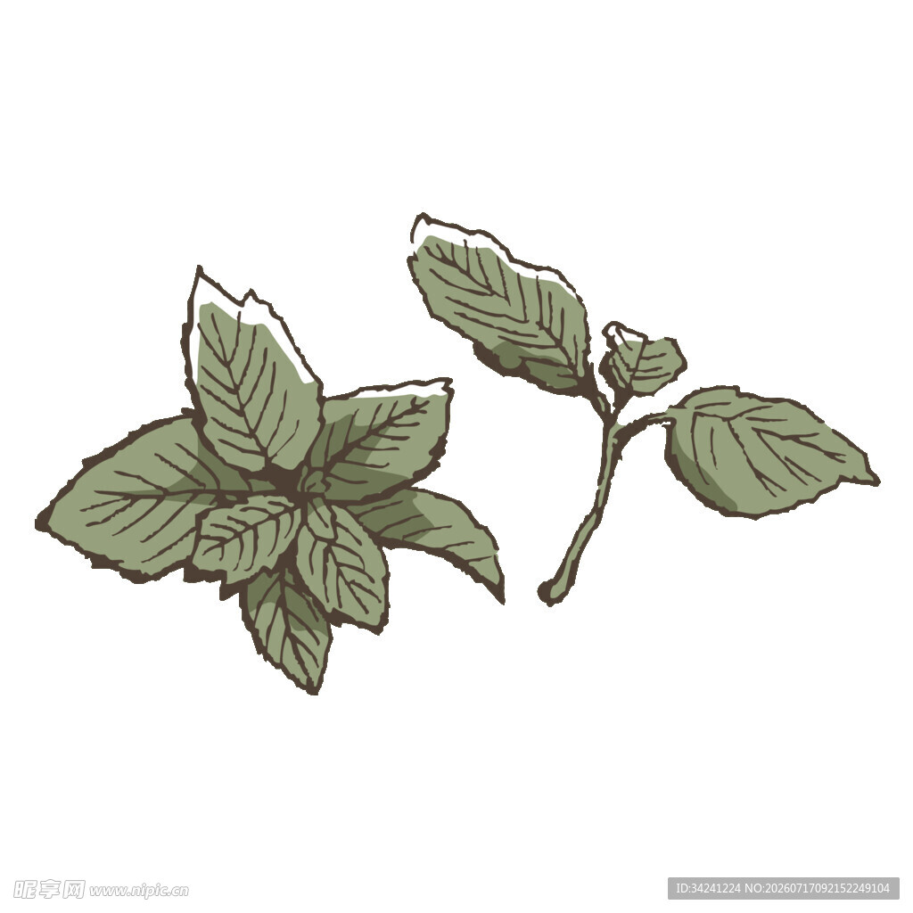 手绘薄荷叶植物插画