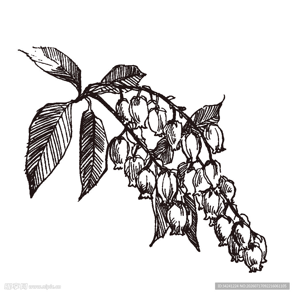 手绘铃兰花枝