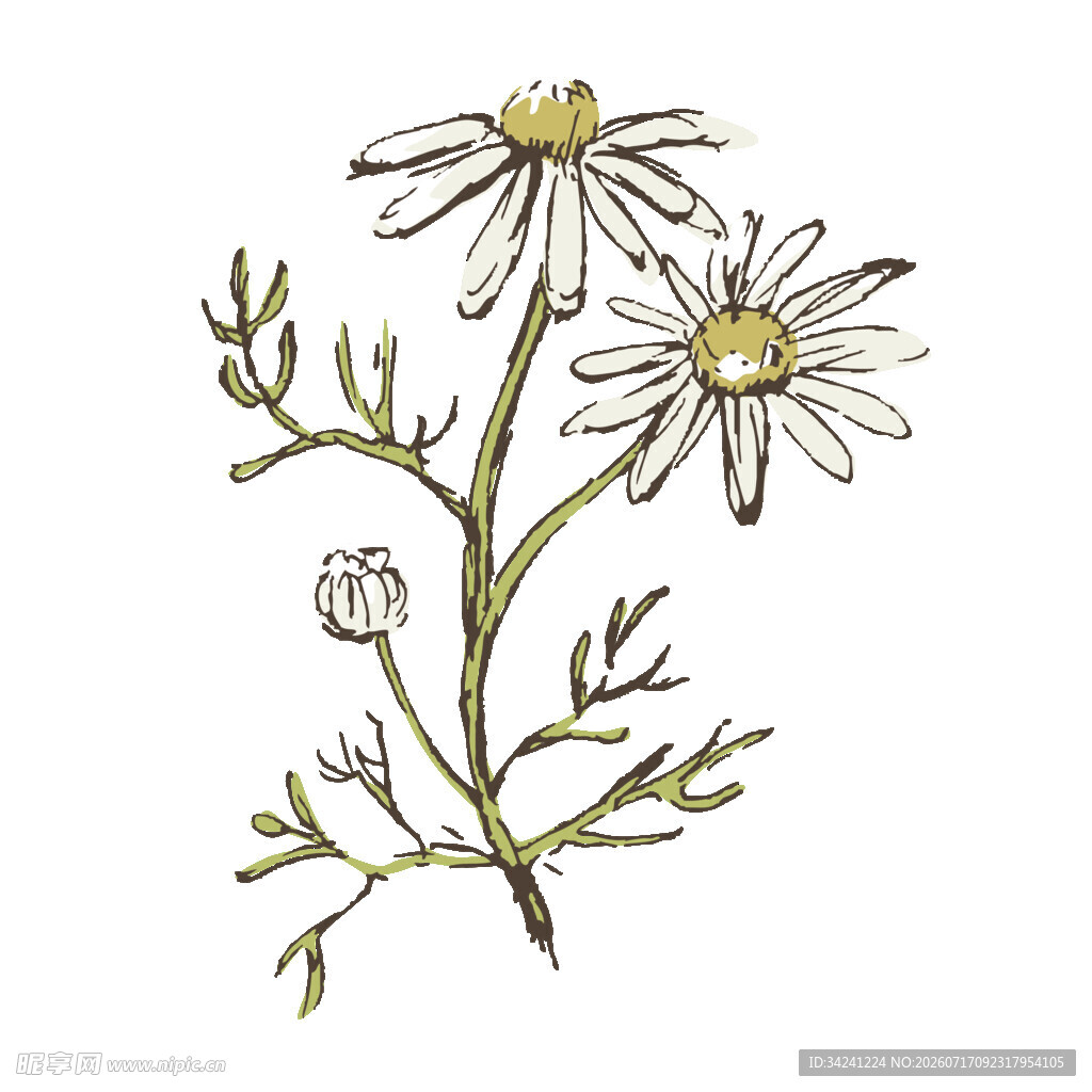 手绘雏菊植物插画