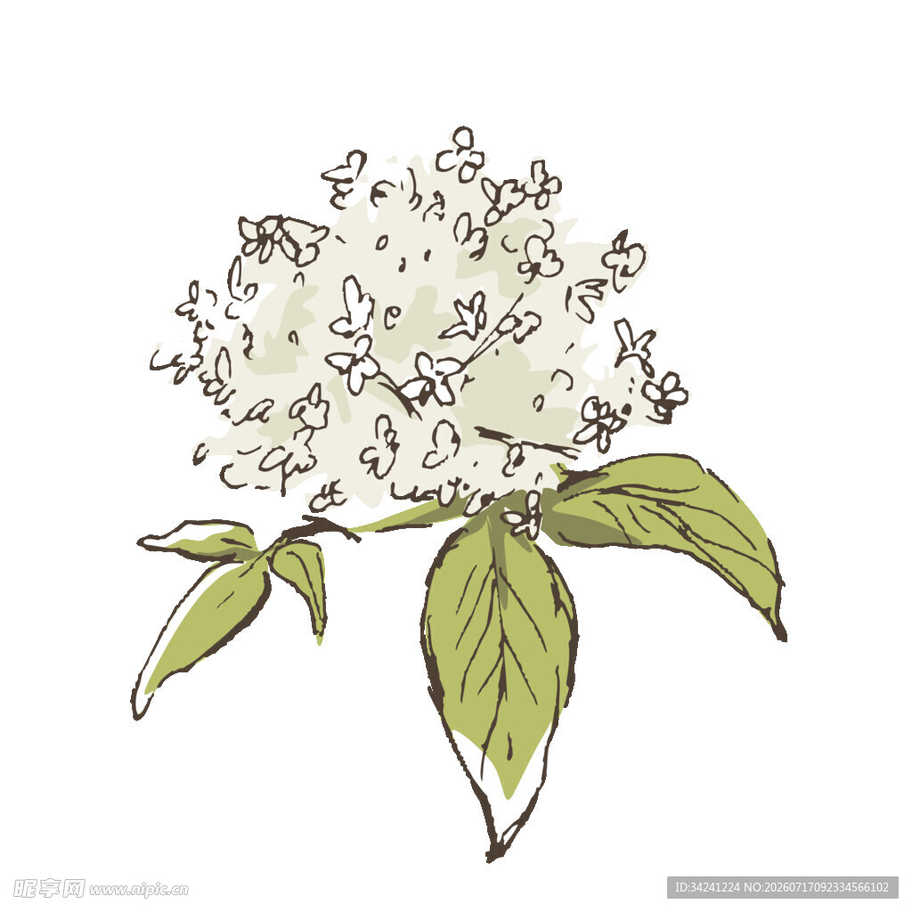 手绘白色花朵与绿叶插画