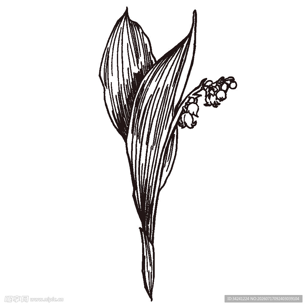 手绘铃兰花插画