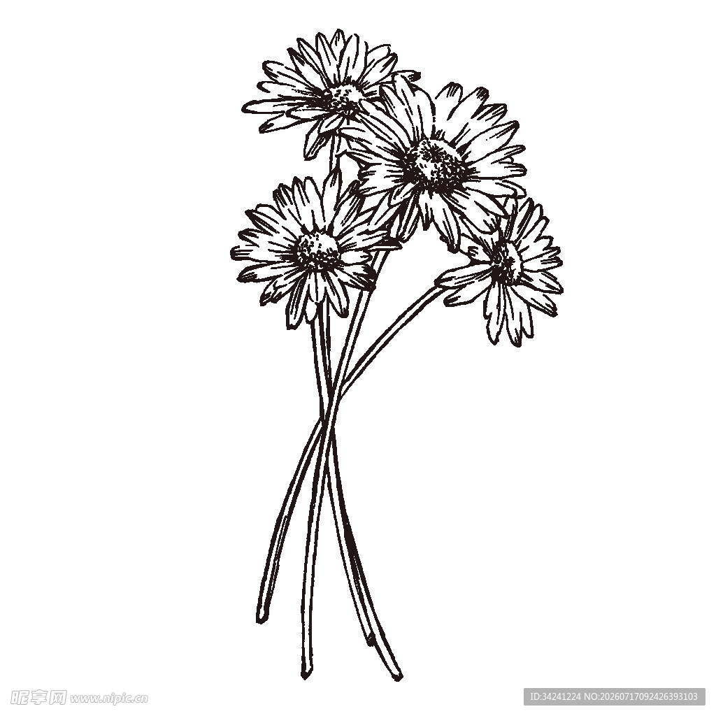 手绘简约雏菊插画