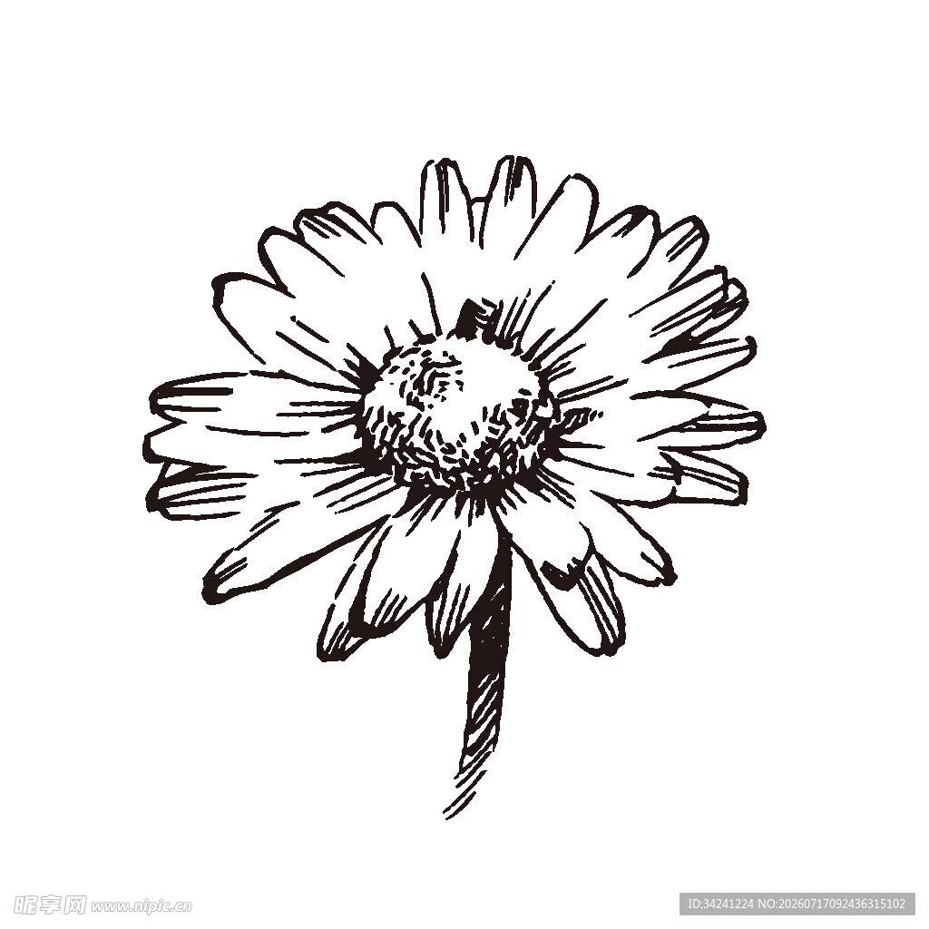 手绘雏菊插画