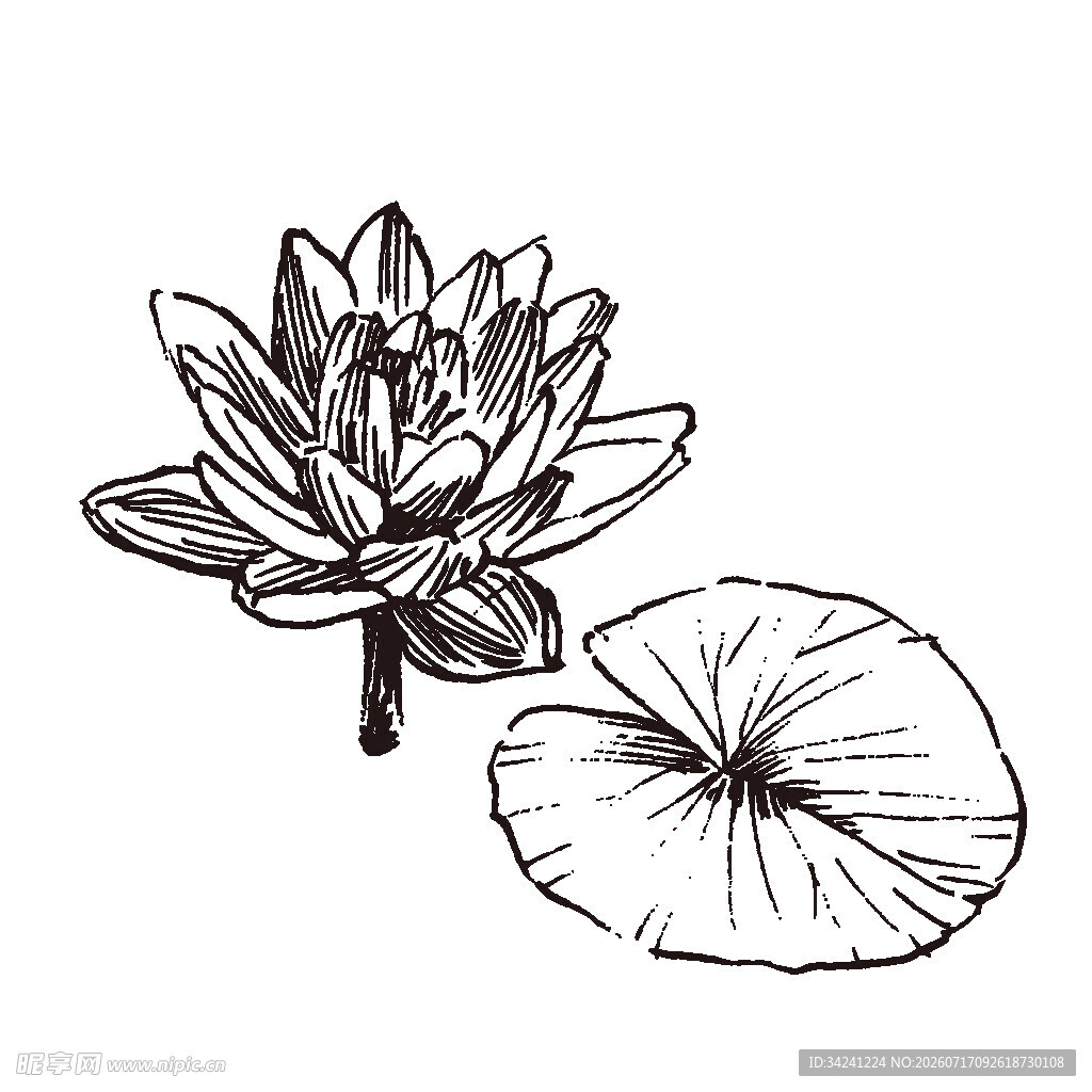 手绘莲花与莲叶图案