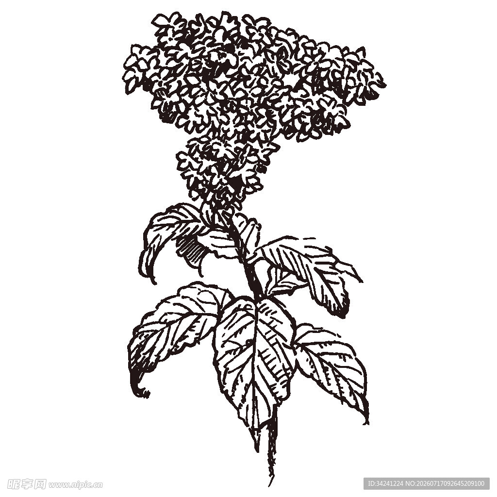 手绘花卉植物图