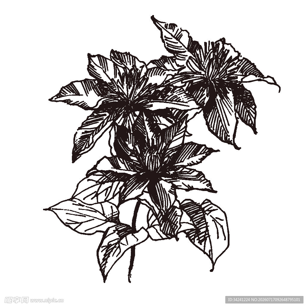 手绘花卉植物图案