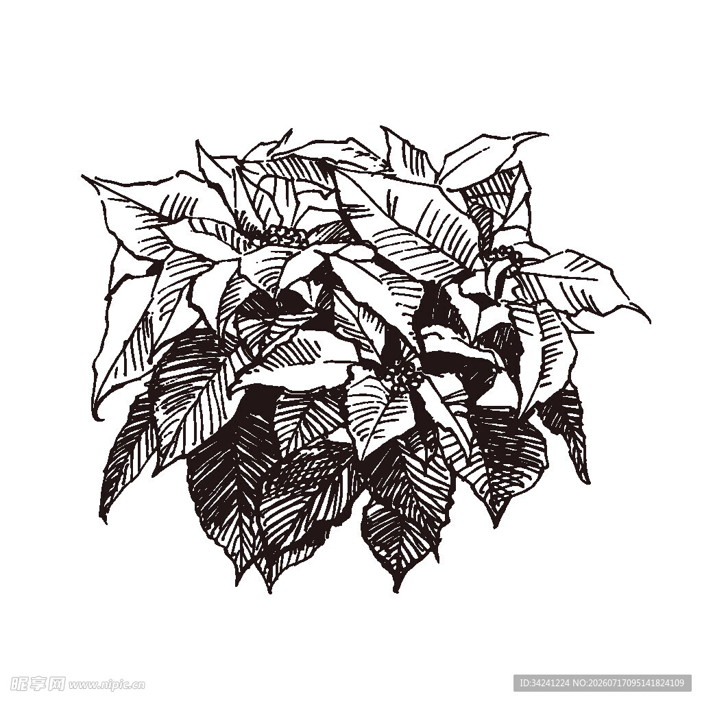 手绘植物叶片图案