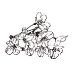 手绘樱花花枝图案