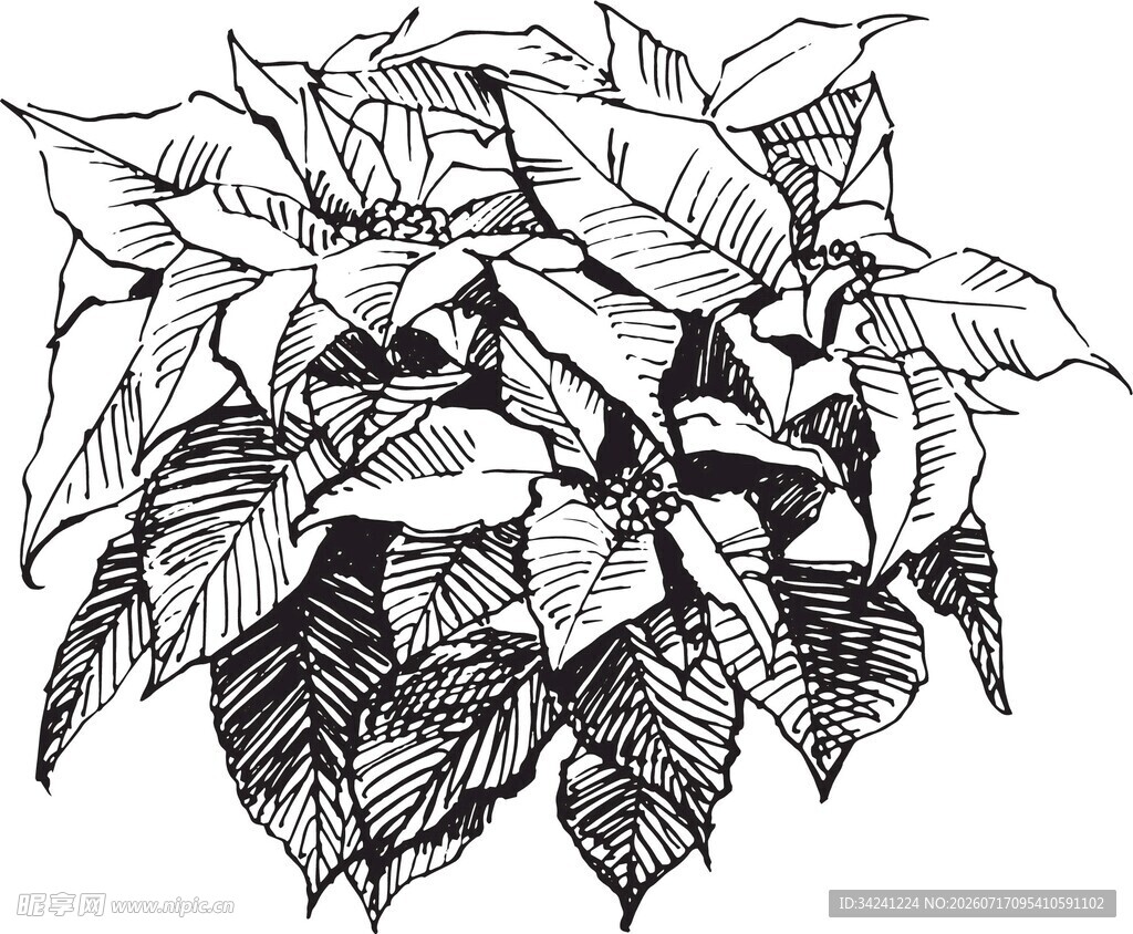 手绘一品红植物插画