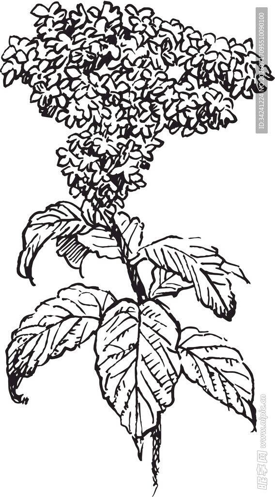 手绘花卉植物图