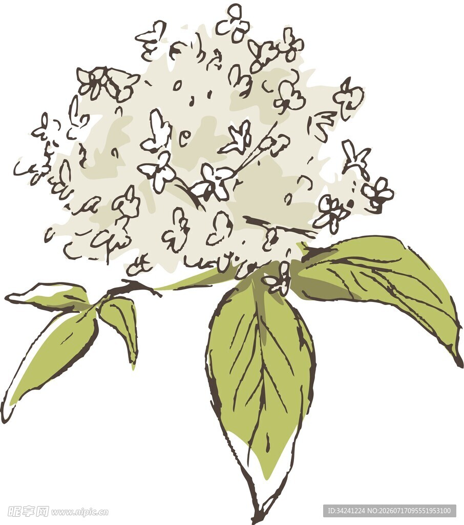 手绘绣球花