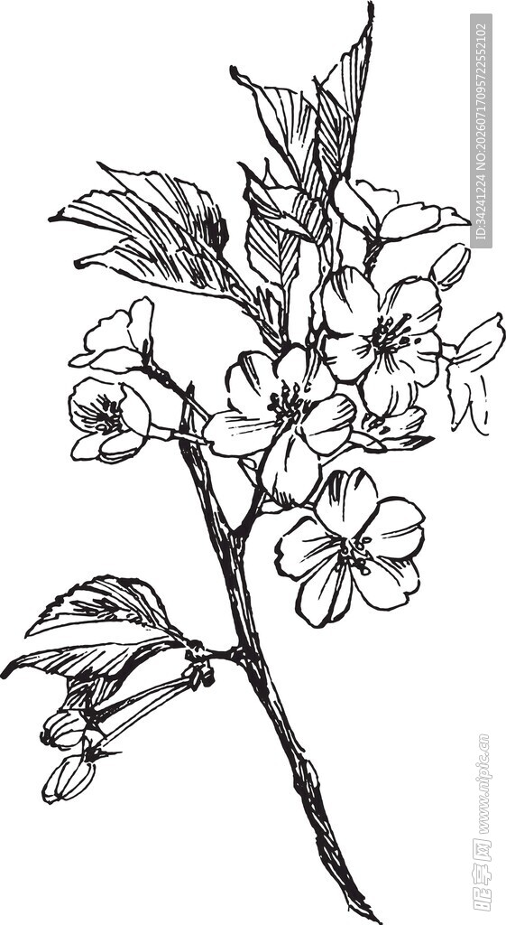 手绘花卉枝头图