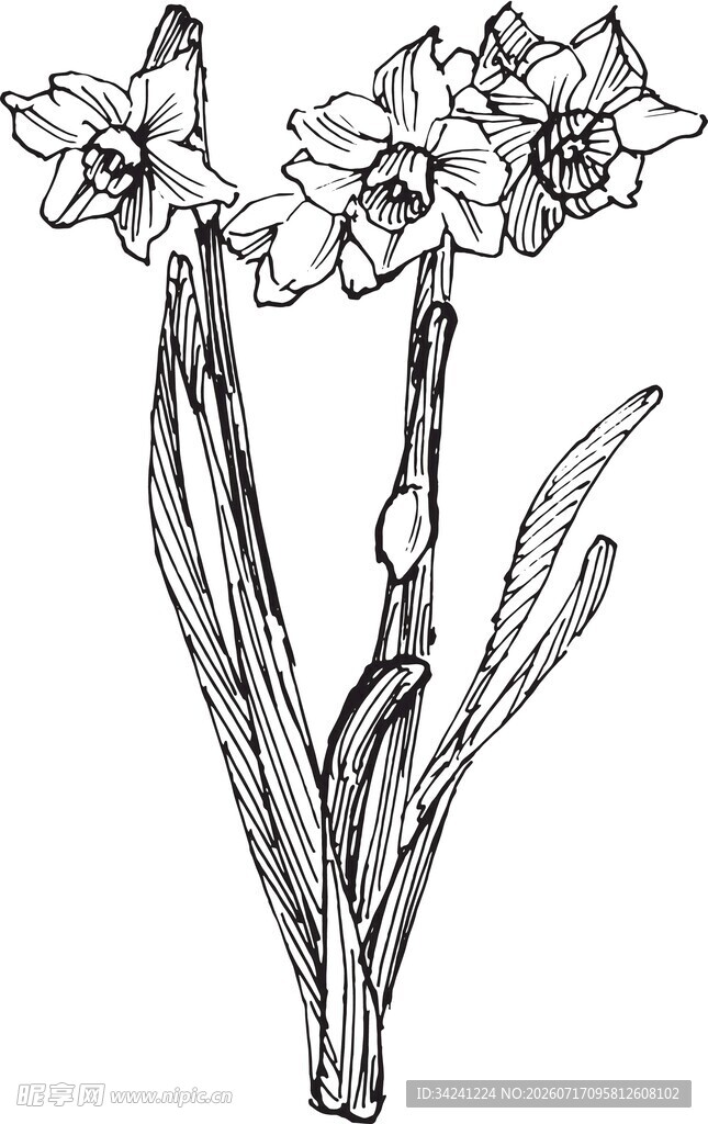 手绘水仙花插画