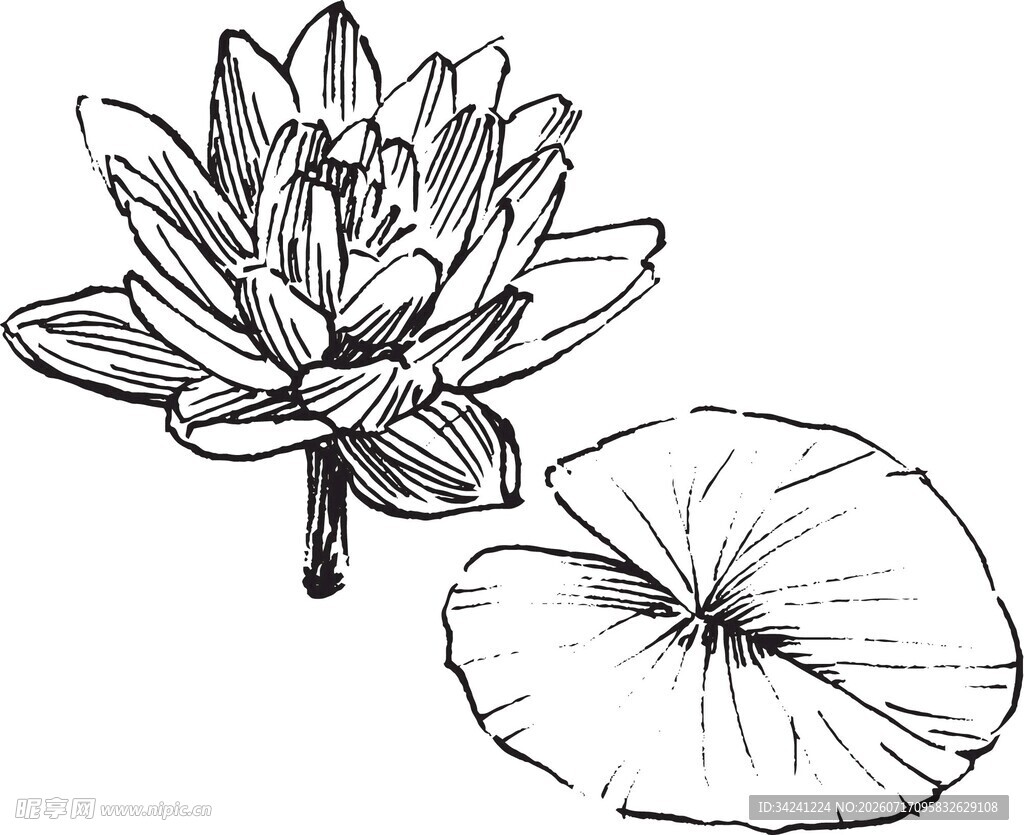 手绘莲花与莲叶