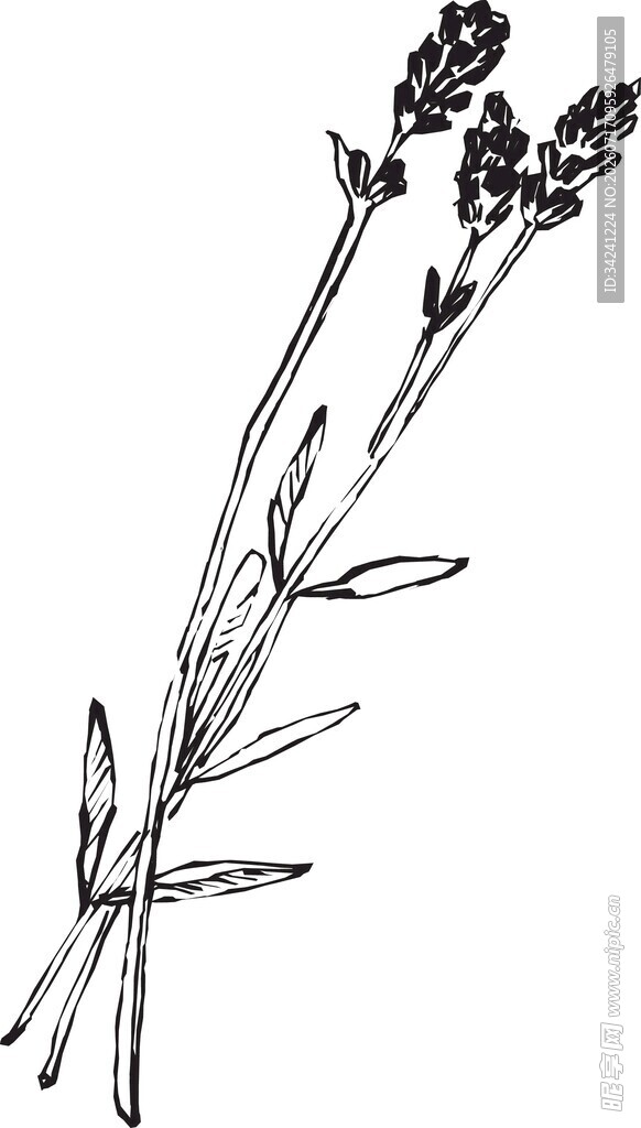 手绘薰衣草花枝