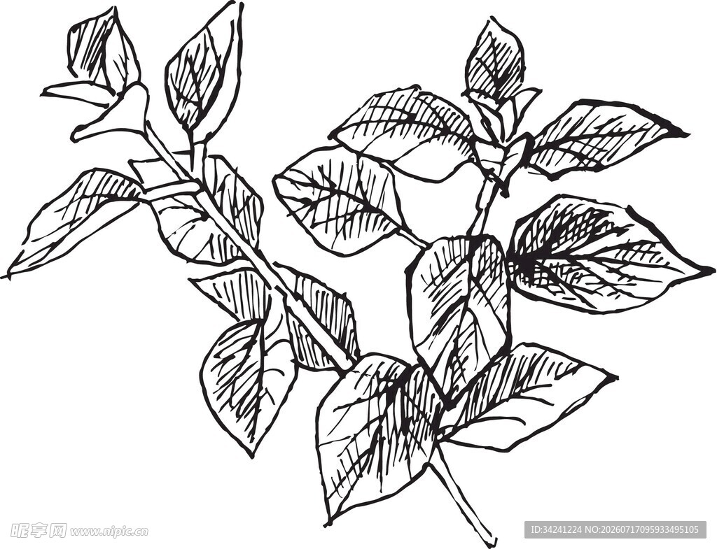 手绘植物枝叶图
