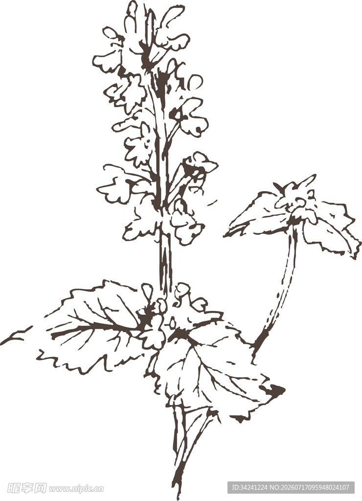 手绘植物花卉线条图