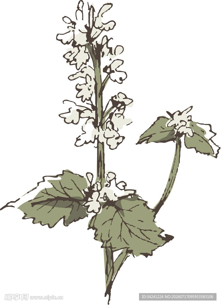白苏植物手绘插画