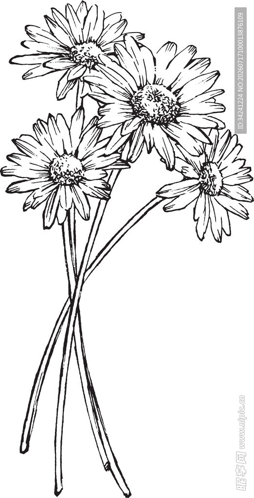 手绘雏菊插画