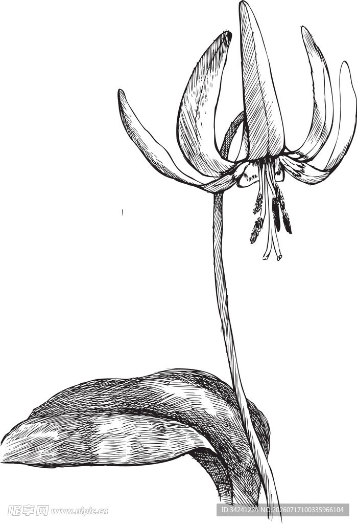 手绘贝母花