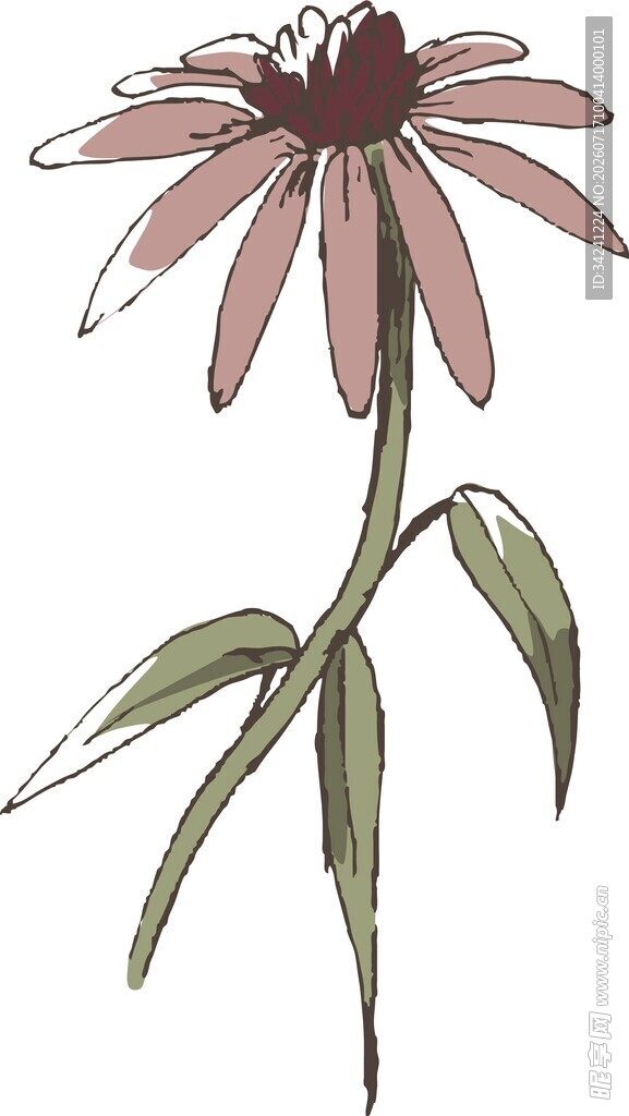 手绘紫锥菊花卉图